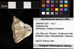 Foto (Objket + Etiketten) von Decapoda indet. 